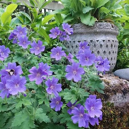 Antler - Meadows Retreat Park *
